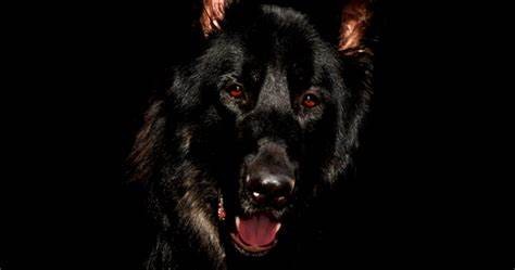 Betekenis van zwarte hond die in een droom bijt volgens de hindoeïstische mythologie