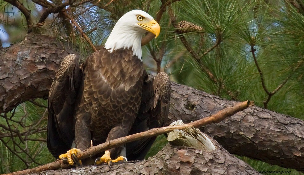 Vedere l aquila in sogno significa? Mitologia indù e islamica 2021