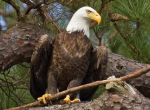 Se Eagle In Dream Betydning? Hindu &Islam Mythology 2021 