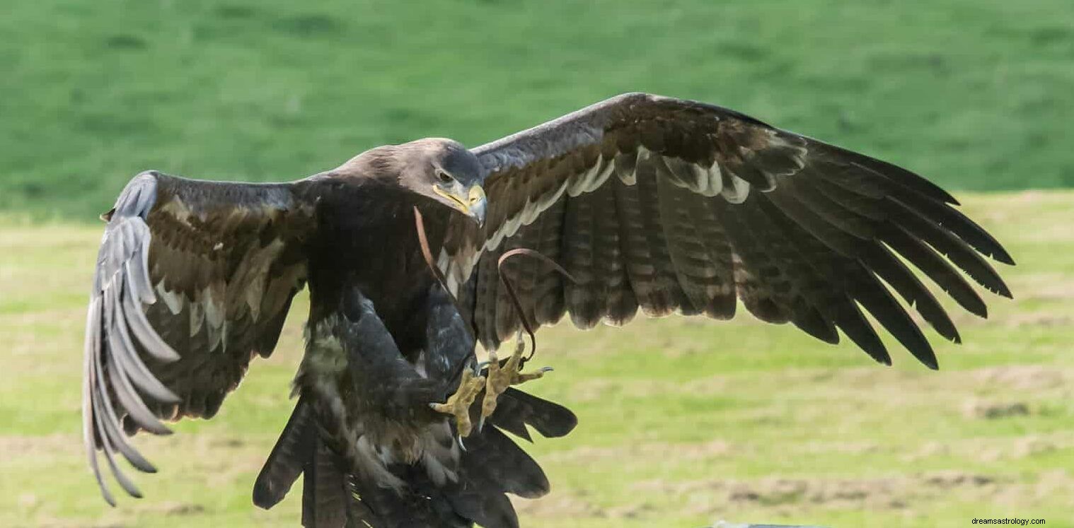 Betyder det att se Eagle i drömmen? Hindu &Islam Mythology 2021