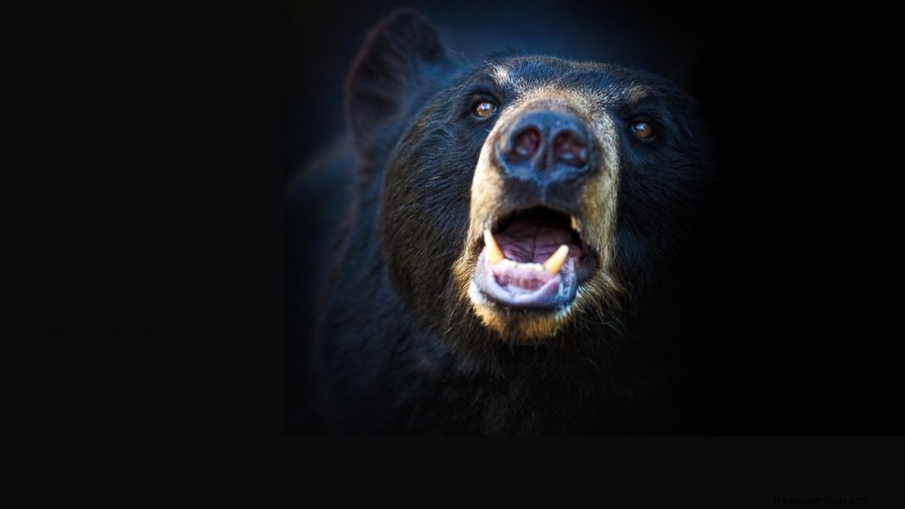 Voir un ours en rêve Signification :Ours noir, blanc, brun et polaire