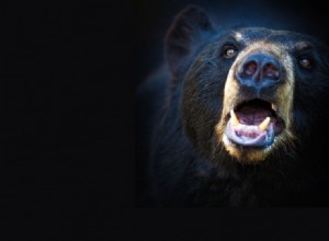 Ver oso en soñar Significado:Oso negro, blanco, marrón y polar