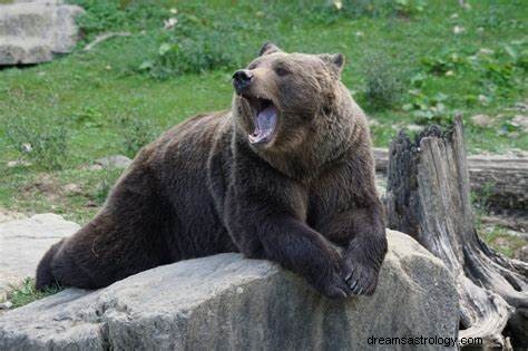 Voir un ours en rêve Signification :Ours noir, blanc, brun et polaire