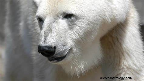 Voir un ours en rêve Signification :Ours noir, blanc, brun et polaire