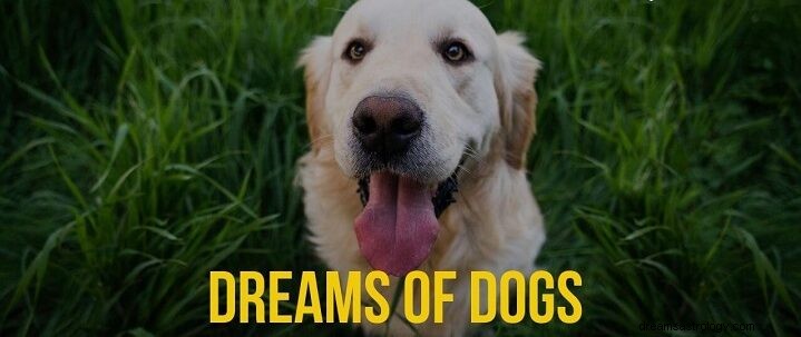 Betekenis van dode hondendroom:wat betekent dode hond in droom?