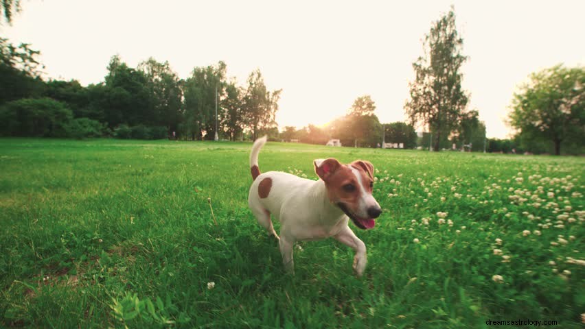 Drömmen om död hund betyder:Vad betyder död hund i dröm?