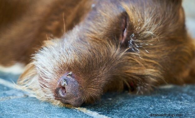 Il sogno di un cane morto Significato:cosa significa cane morto nei sogni?