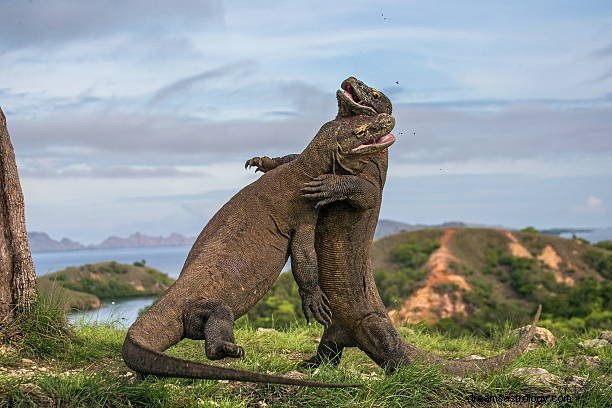 Komodo Dragon Dream Betydelse:Komodo Attack &Chasing Dream