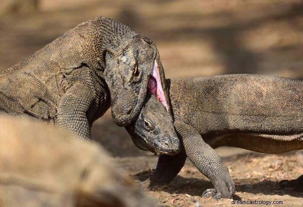 Komodo Dragon Dream Betydning:Komodo Attack &Chasing Dream