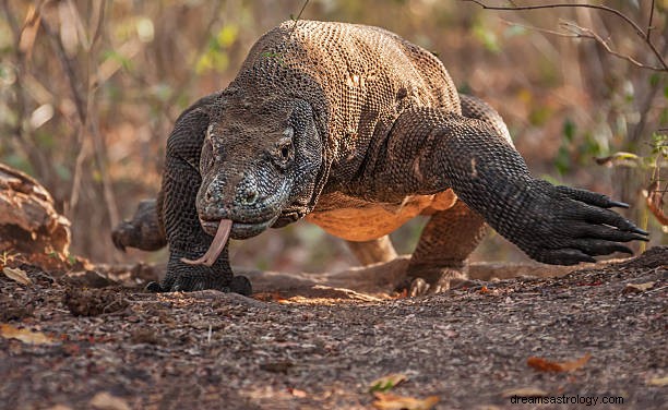 Sen draka Komodo Význam:Sen o útoku a pronásledování Komodo