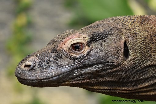 Significado del sueño del dragón de Komodo:ataque de Komodo y sueño de persecución