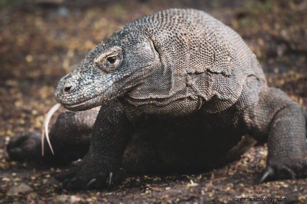 Komodo Dragon Dream Betydning:Komodo Attack &Chasing Dream