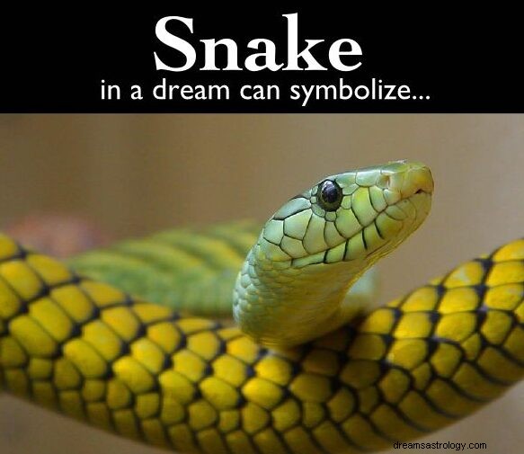 Snake Chasing Dream Significato:serpente bianco e nero che mi rincorrono