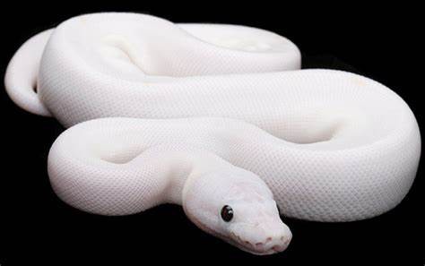 ヘビを追いかける夢の意味:白と黒のヘビが私を追いかける
