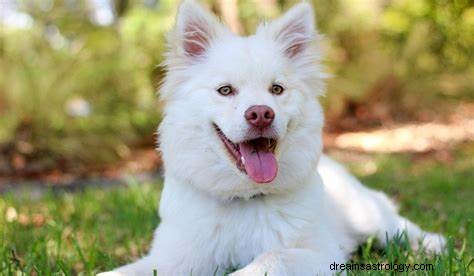 Witte hond zien en spelen in droom:betekenis en interpretatie