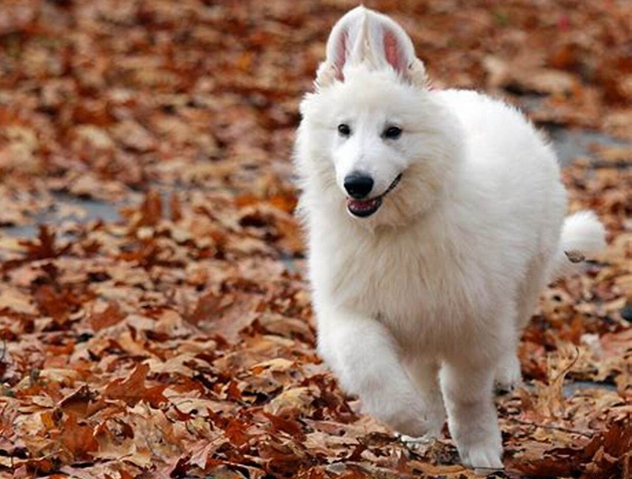 Se og leke med en hvit hund i drømmen:mening og tolkning