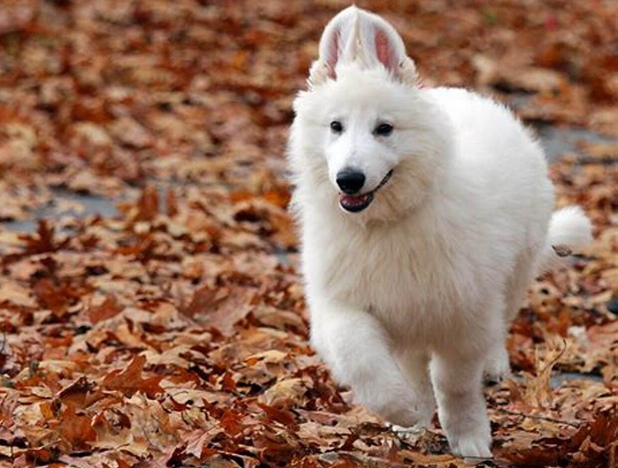 Ver e brincar com cachorro branco no sonho:significado e interpretação