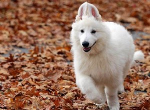 白い犬を見て遊ぶ夢：意味と解釈