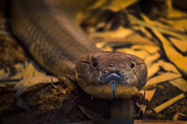 Morso di serpente in sogno buono o cattivo:interpretazione del sogno