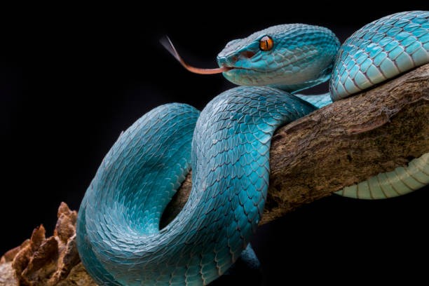 Mordida de Cobra no Sonho Bom ou Ruim:Interpretação dos Sonhos