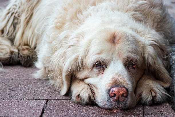 Il sogno del cane significa buono o cattivo:interpretazione mitologica