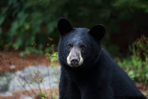 Rêve d attaque d ours :signification de voir un ours en rêve