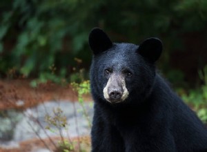 Dream Of Bear Attack:Význam vidět medvěda ve snu