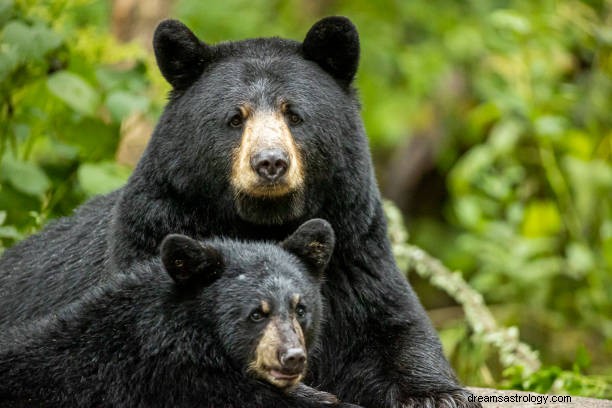 Rêve d attaque d ours :signification de voir un ours en rêve