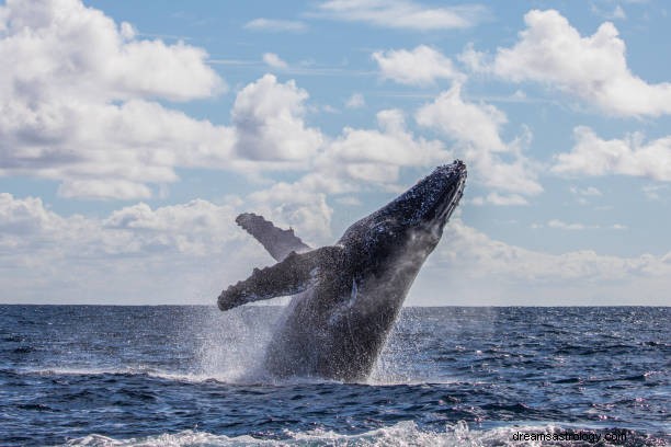 Sen wieloryba Znaczenie:Widzenie ataku wieloryba we śnie