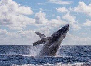 クジラの夢の意味:クジラの攻撃を見る夢