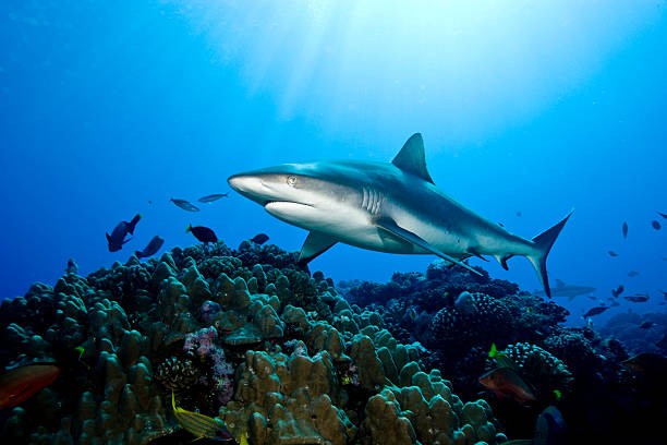 夢の中のサメ:サメの解釈と象徴