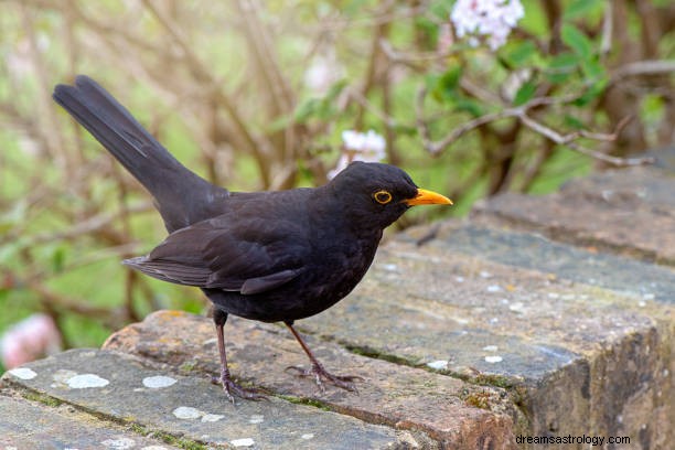 鳥の夢の意味:夢の中で黒い鳥を見る