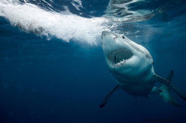 Requin en rêve :interprétation et symbolisme du requin