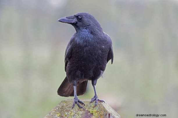 Bedeutung von Vogelträumen:Einen schwarzen Vogel im Traum sehen