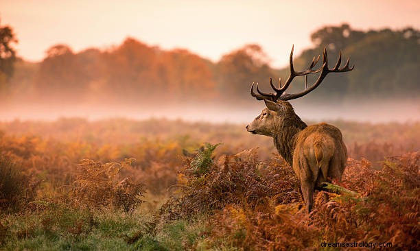 Signification du rêve de cerf :symbolisme biblique et islamique du renne