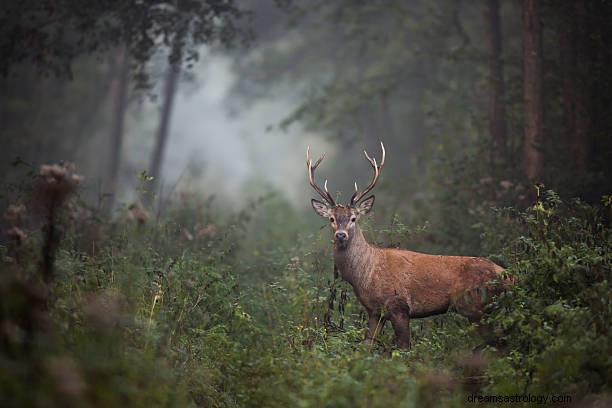 Signification du rêve de cerf :symbolisme biblique et islamique du renne