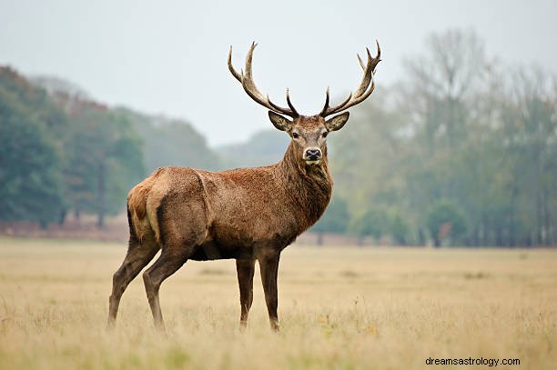 Signification du rêve de cerf :symbolisme biblique et islamique du renne