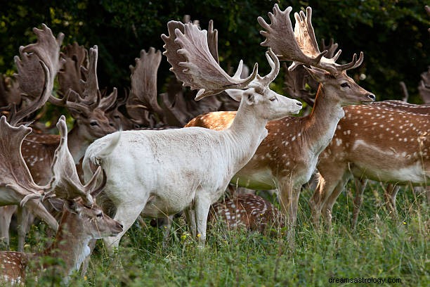 Signification du rêve de cerf :symbolisme biblique et islamique du renne