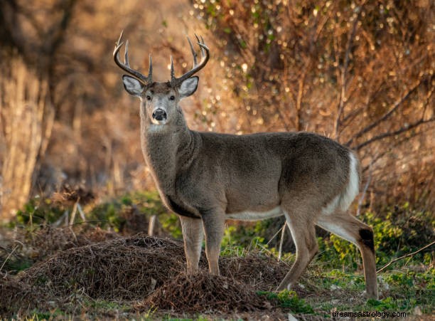 Signification du rêve de cerf :symbolisme biblique et islamique du renne