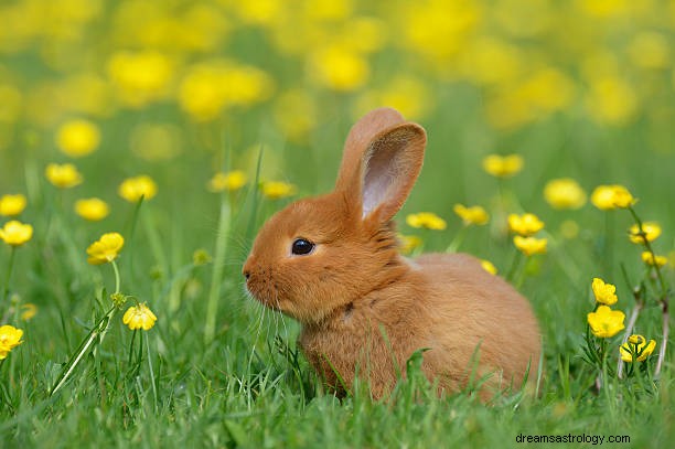 Rêve de lapin signifiant :voir un lapin blanc et brun