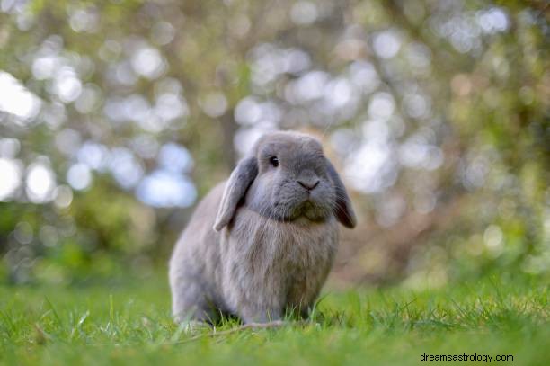 Kaninchen im Traum Bedeutung:Weißes und braunes Kaninchen sehen