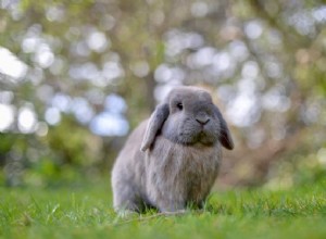 Rêve de lapin signifiant :voir un lapin blanc et brun