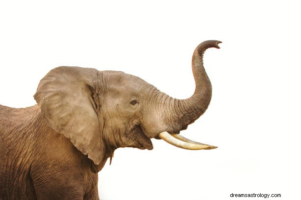 Elefante arrabbiato in sogno:segno buono o cattivo?