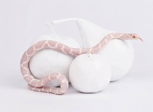 Ukousnutí bílého hada ve snech:Zabíjení bílého hada ve snu