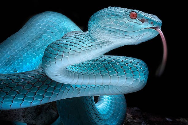 Ukousnutí bílého hada ve snech:Zabíjení bílého hada ve snu