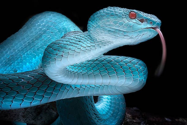 Mordedura de serpiente blanca en sueños:matar serpiente blanca en sueños 