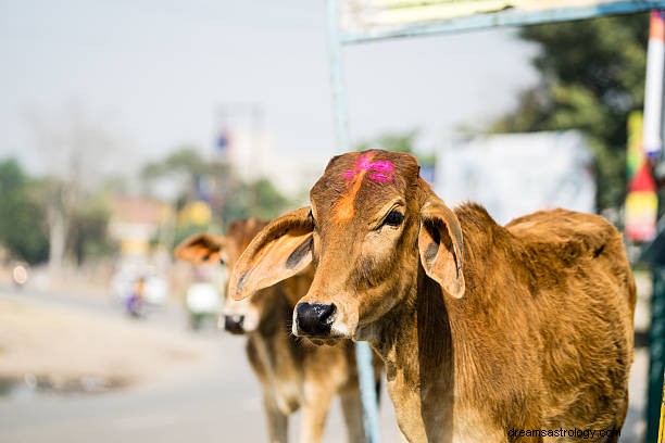 Σημασία ονείρου αγελάδας και βουβάλου:Επίθεση αγελάδας με νόημα όνειρο