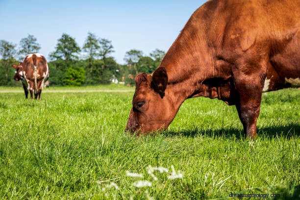 Sen krów i bawoli Znaczenie:Sen oznacza atak krowy