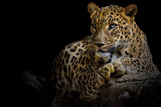 Tigertraum Bedeutung im Hinduismus:Leopard im Traum sehen