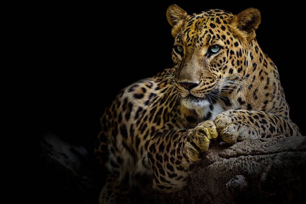 Signification du rêve de tigre dans l hindouisme :voir un léopard en rêve